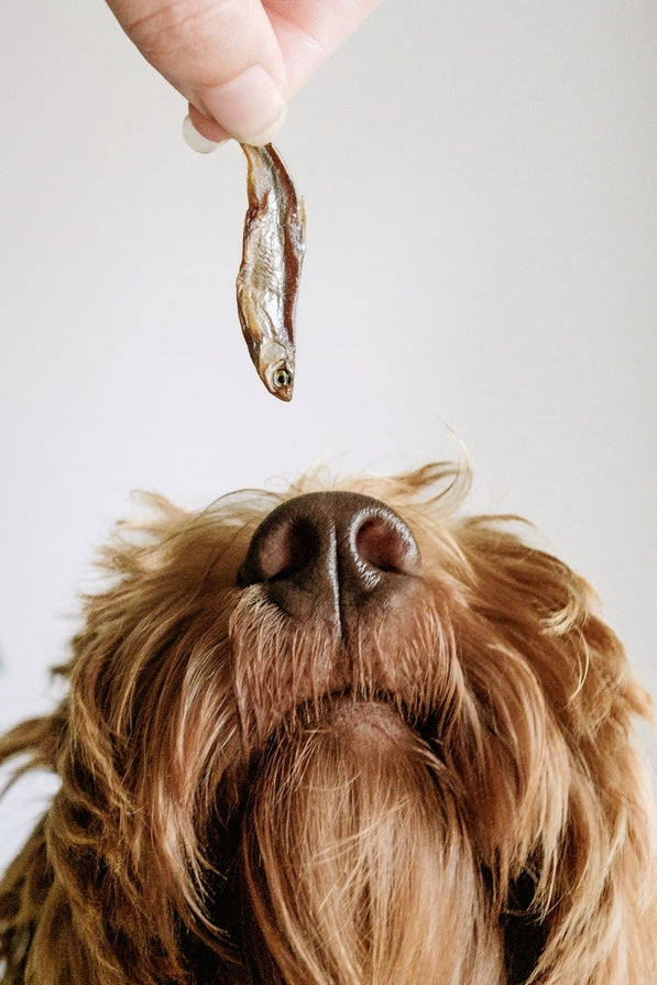 Gone Fishing – Pește uscat la aer