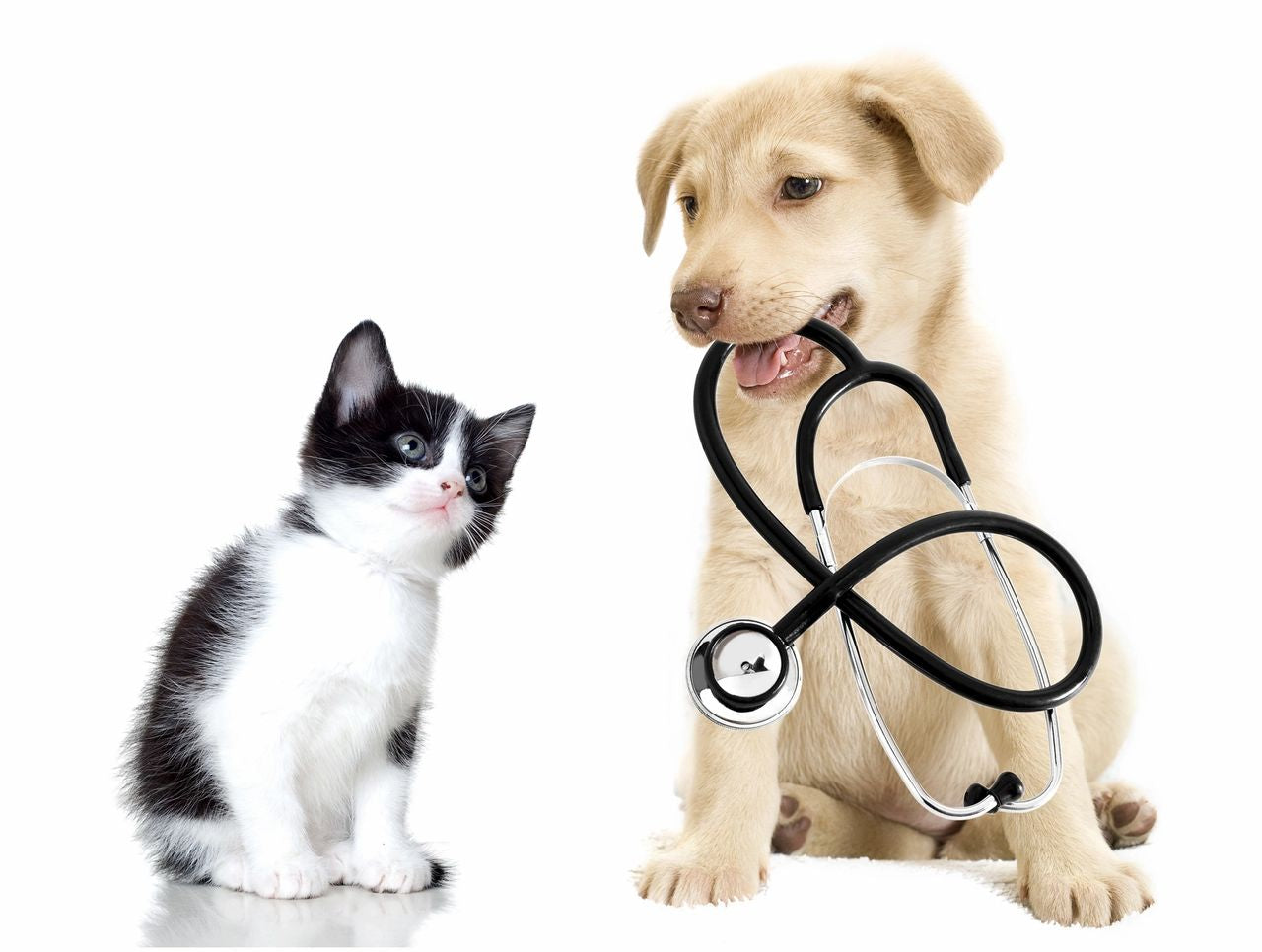 Diete veterinare