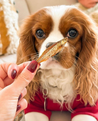 Gone Fishing – Pește uscat la aer