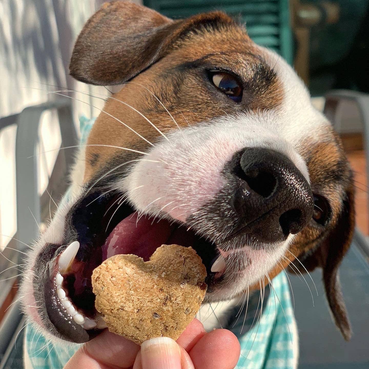 I WOOF YOU – Chicken Cookies