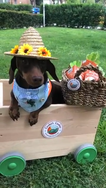 Happy Bonbons – Recompense crocante cu curcan și sardine pentru câini